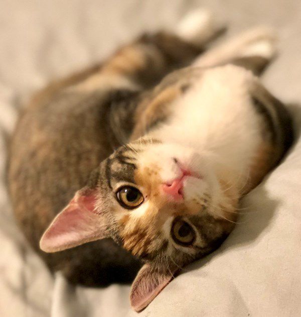 🏆 First place cat: Gingy